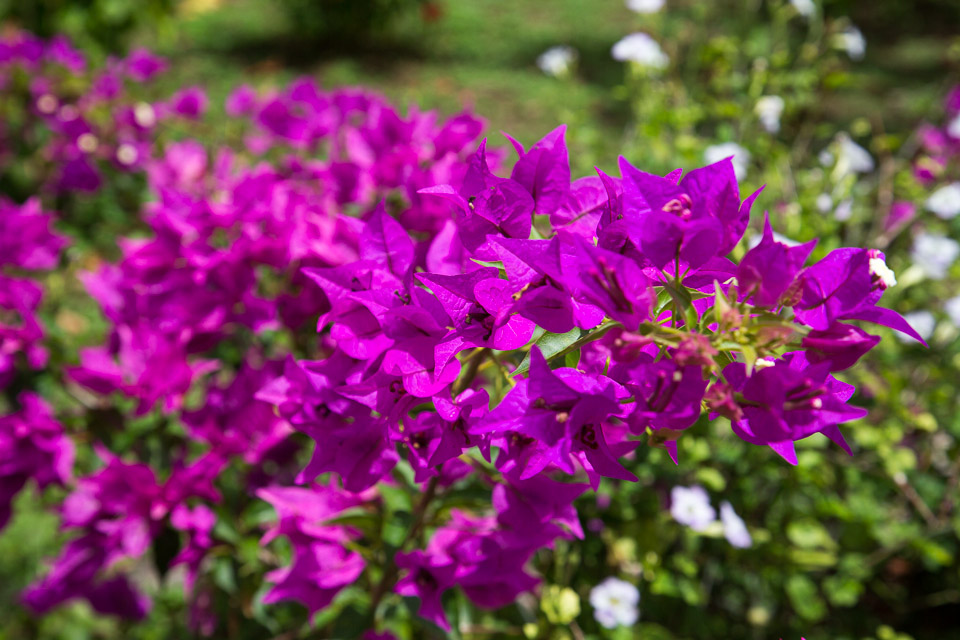 3L9A3770.jpg Les fleurs de Polynesie - Copyright : See Otherwise 2012 - 2025